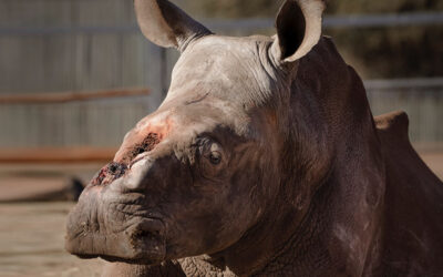 Rhino Seha’s journey back to the wild on 24 January